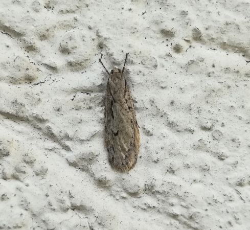 Semioscopis avellanella  - Thomas Lux