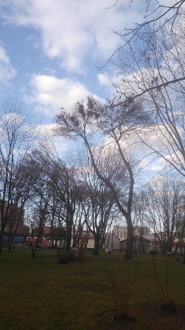 Saatkrähe  - Marek Bebłot