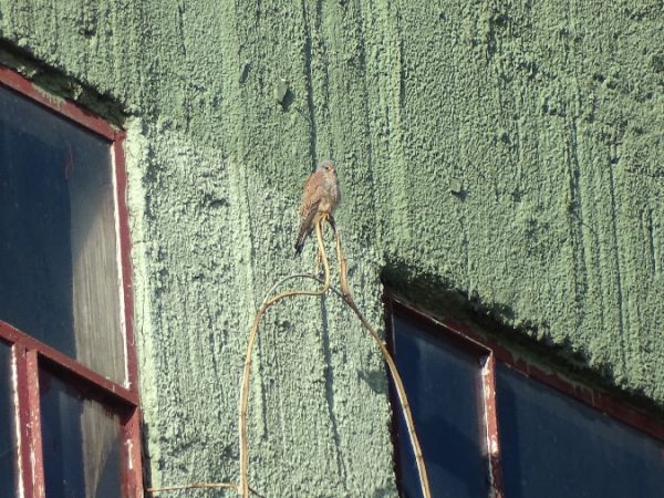 Common Kestrel  - Marek Bebłot