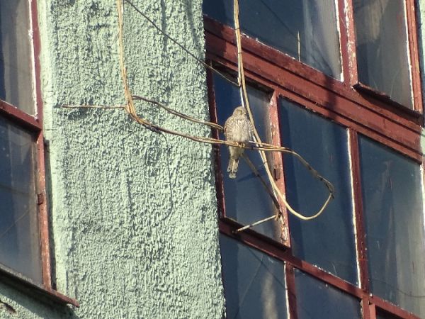 Faucon crécerelle  - Marek Bebłot