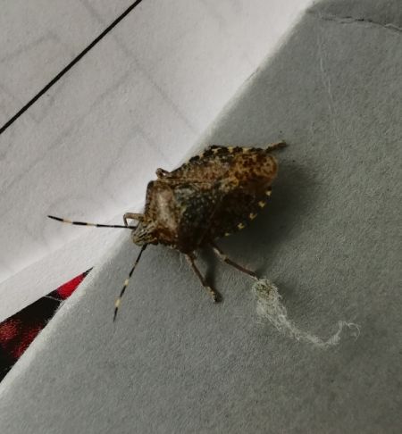 Rhaphigaster nebulosa  - Thomas Lux