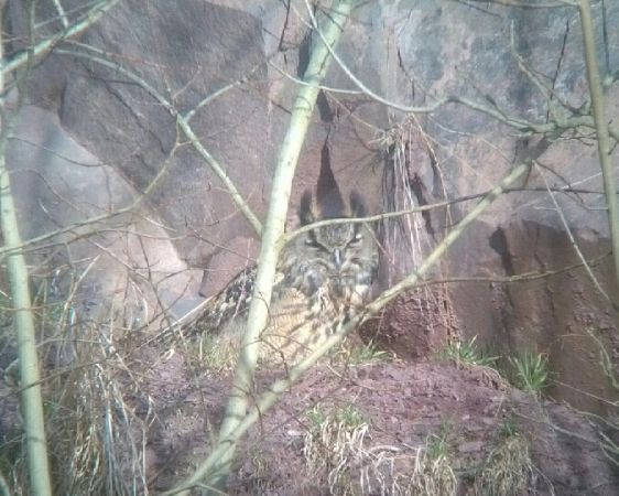 Grand-duc d'Europe  - Tomasz Zarzycki