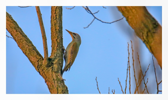 Grey-headed Woodpecker 