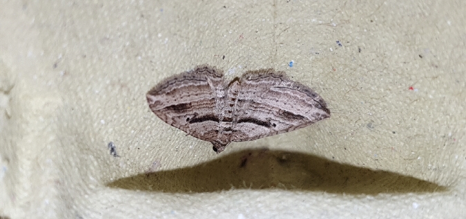 Costaconvexa polygrammata  - Melchior Viallet