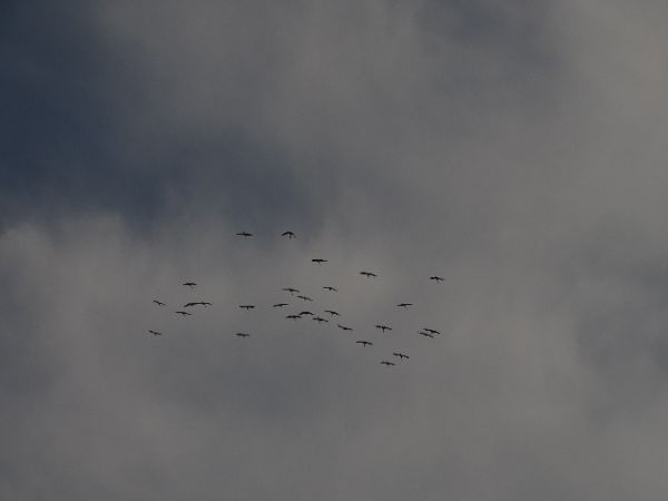 żuraw  - Marek Bebłot