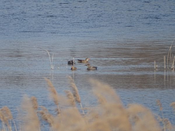 Gadwall  - Marek Bebłot