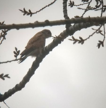 Turmfalke  - Barbara Polanin