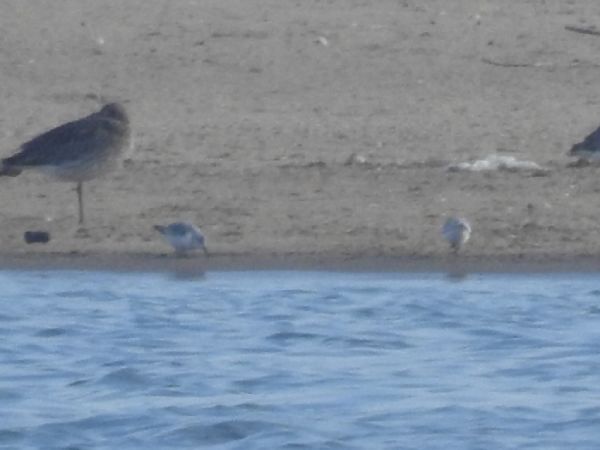 Sanderling  - Szymon Sendera