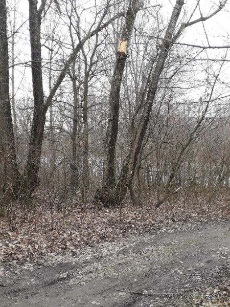 bogatka  - Karol Łanocha