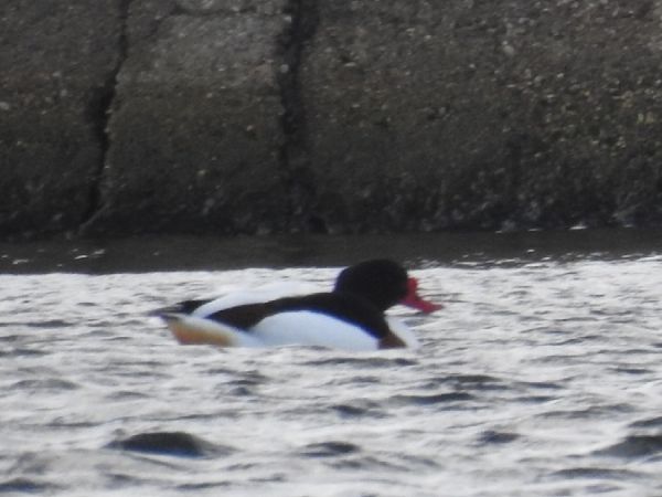 Common Shelduck  - Szymon Sendera
