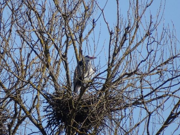 czapla siwa  - Marek Bebłot