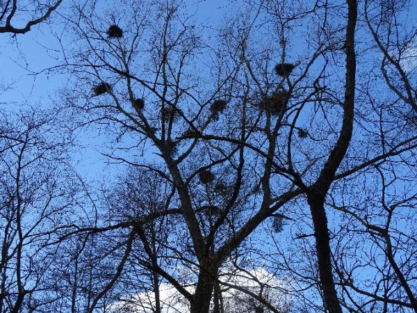 czapla siwa  - Marek Bebłot