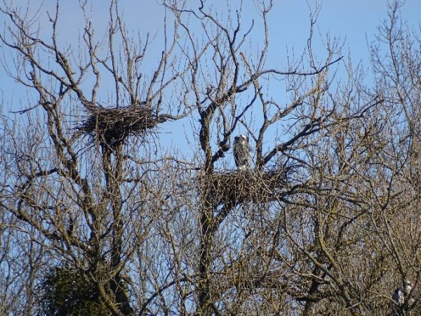 czapla siwa  - Marek Bebłot