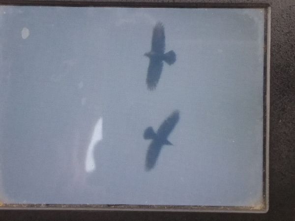 Kolkrabe  - Robert Wakulski