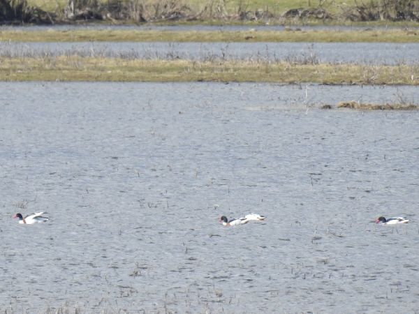 Brandgans  - Szymon Sendera