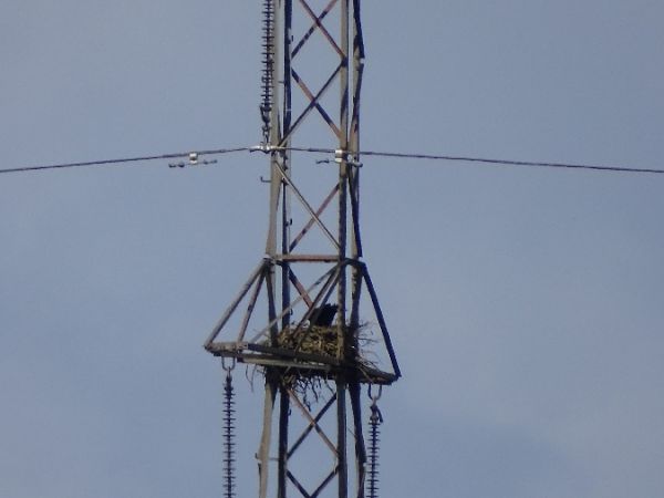 Kolkrabe  - Marek Bebłot