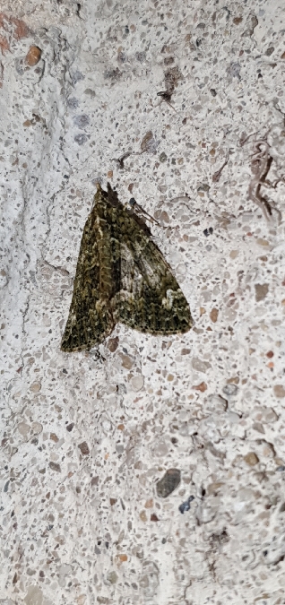 Chloroclysta siterata  - Melchior Viallet