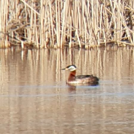 Rothalstaucher  - Krzysztof Sokołowski