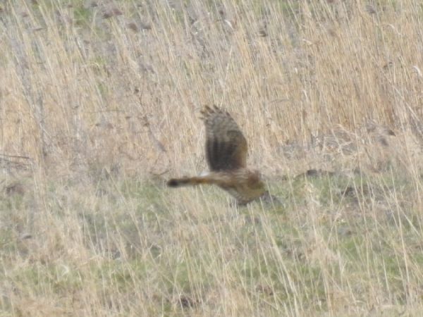 Kornweihe  - Szymon Sendera