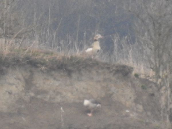 gęsiówka egipska  - Szymon Sendera