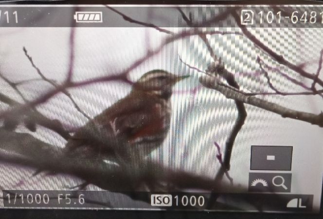 Rotdrossel  - Michał Polakowski