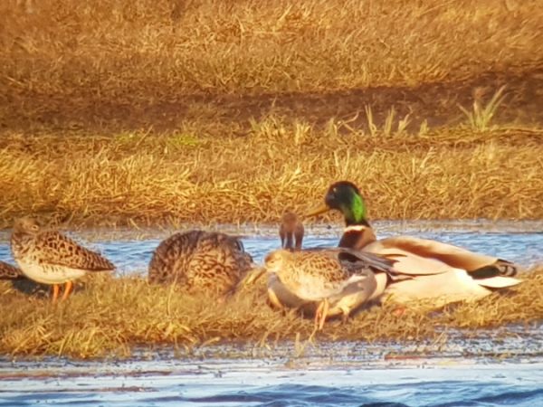 Northern Pintail  - Marcin Charymski