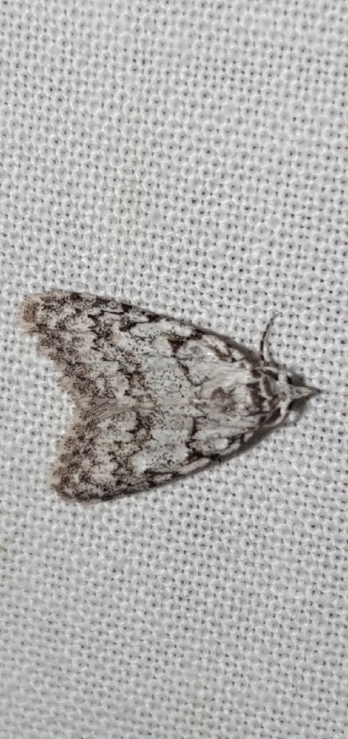 Nola cicatricalis  - Melchior Viallet