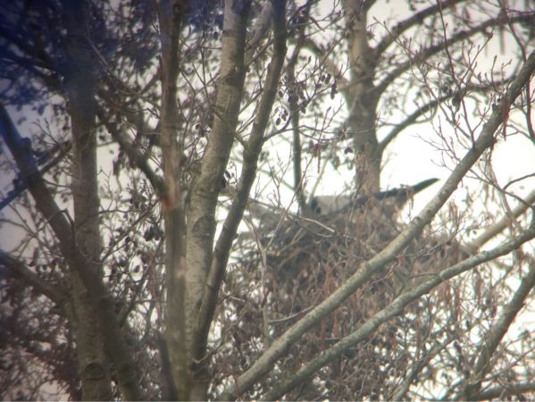 Corneille mantelée  - Krzysztof Tabernacki