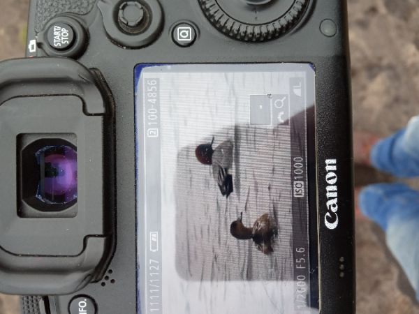 świstun  - Michał Polakowski