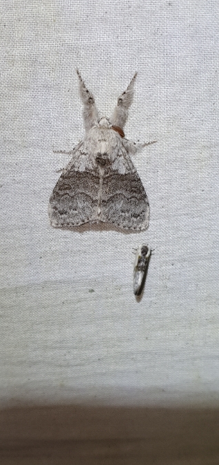 Pudibonde (Patte étendue)  - Melchior Viallet