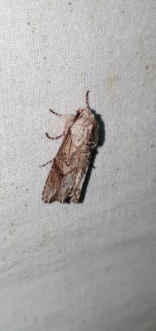 Egira conspicillaris  - Melchior Viallet
