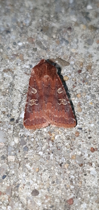 Cerastis leucographa  - Melchior Viallet