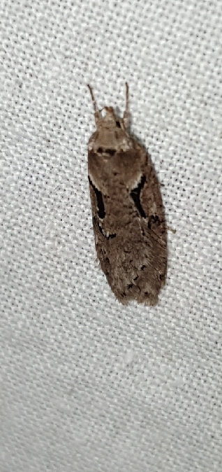 Semioscopis steinkellneriana  - Melchior Viallet