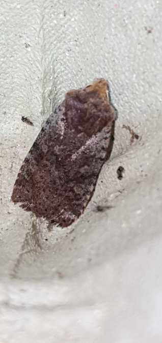 Conistra staudingeri  - Melchior Viallet