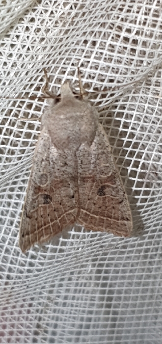 Orthosia gracilis  - Melchior Viallet