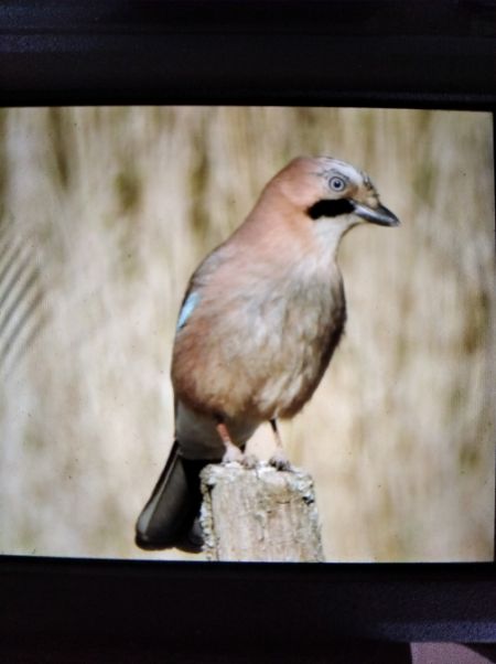 sójka  - Andrzej Lipiński