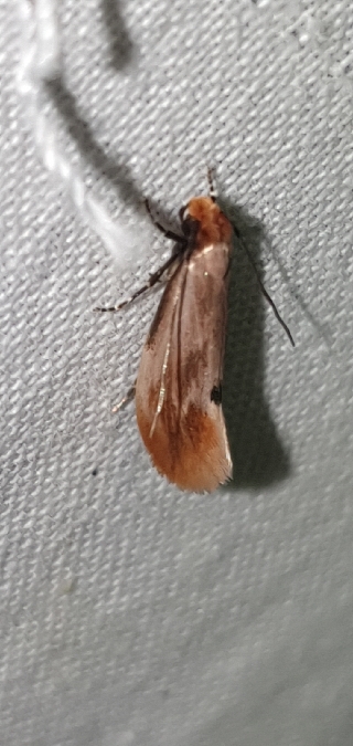 Tinea semifulvella  - Melchior Viallet