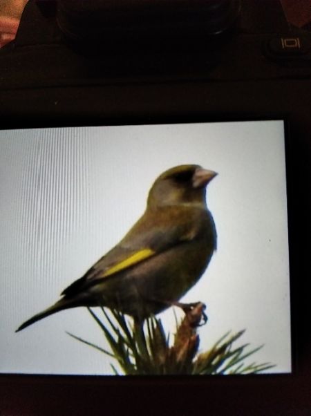 Grünfink  - Andrzej Lipiński