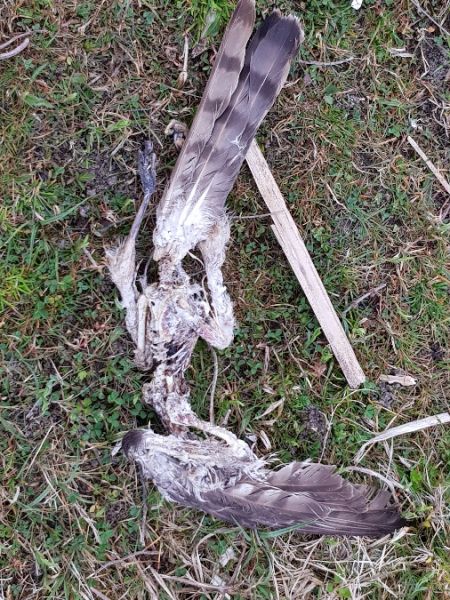 krogulec  - Marcin Charymski