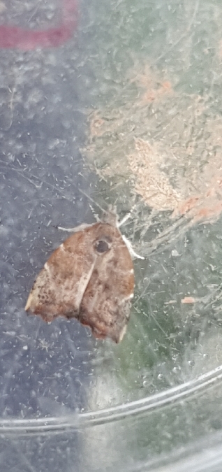 Choreutis nemorana  - Melchior Viallet