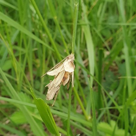 Canephora hirsuta  - Melchior Viallet