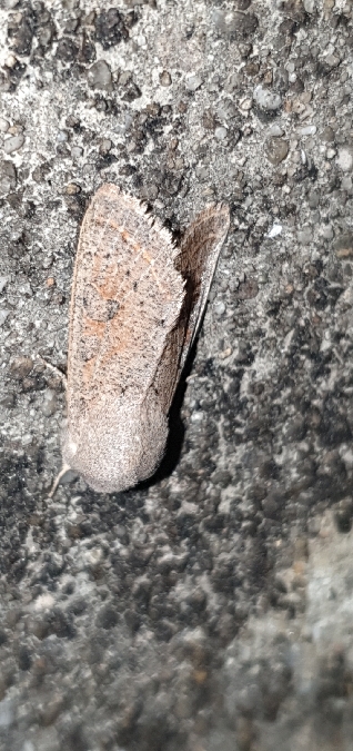 Orthosia gracilis  - Melchior Viallet