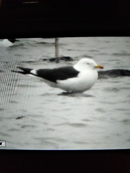 Lesser Black-backed Gull  - Andrzej Lipiński