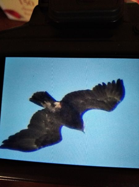 Lesser Spotted Eagle  - Andrzej Lipiński