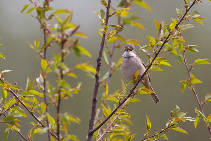cierniówka  - Marcin Charymski