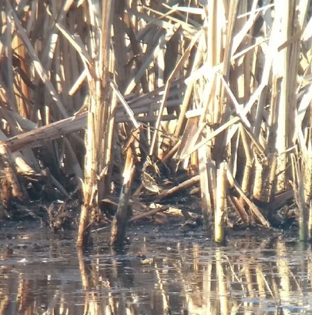 bekasik  - Barbara Polanin