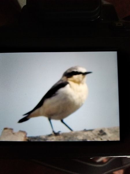 Northern Wheatear  - Andrzej Lipiński