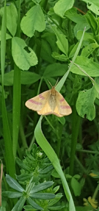 Lythria cruentaria  - Melchior Viallet