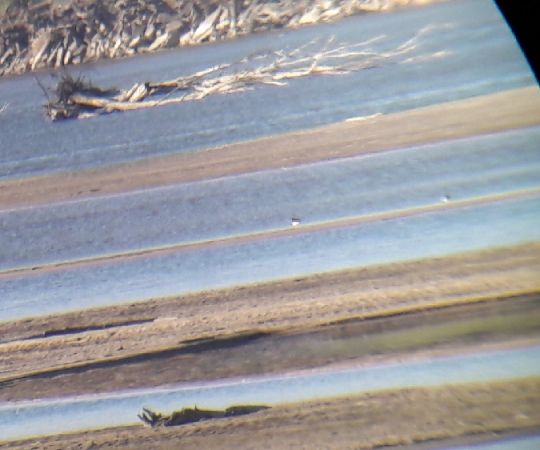 Austernfischer  - Agnieszka Kosicka