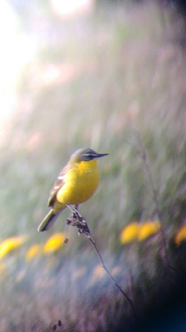 Schafstelze  - Monika Żochowska